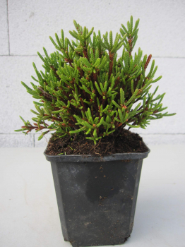 Cassiope mertensiana gracilis 1